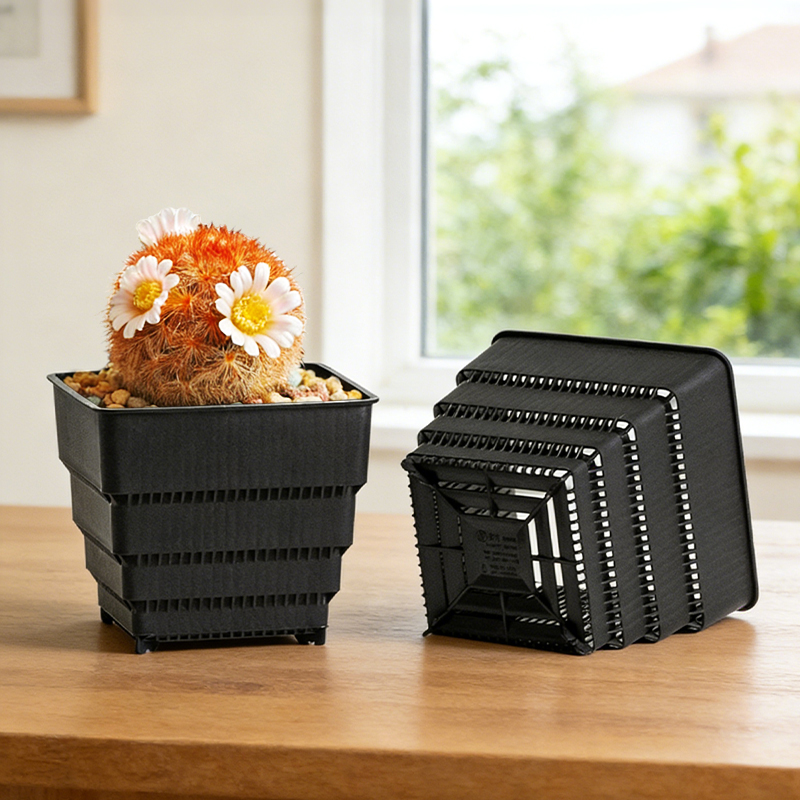 MESHPOT 6-Pack Square Pots for - Echeveria Succulent 评论和价格