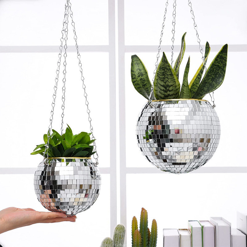 Disco Mirror Ball Hanging Flow - Echeveria Succulent 评论和价格